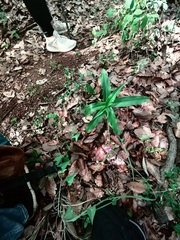Thyrsanthemum floribundum