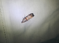 Dioryctria pygmaeella