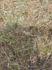 Allium inaequale