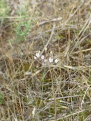 Allium inaequale