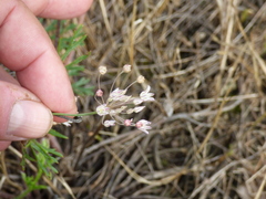 Allium inaequale