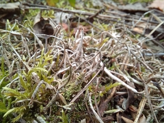 Cladonia rei