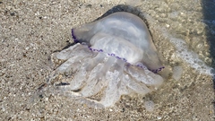 Rhizostoma pulmo