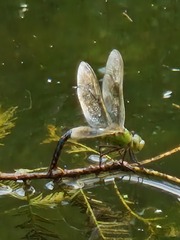 Anax imperator