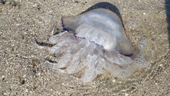 Rhizostoma pulmo