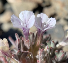 Collomia larsenii
