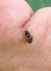 Trapezonotus ullrichi
