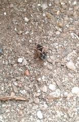 Trapezonotus ullrichi