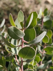 Arctostaphylos malloryi