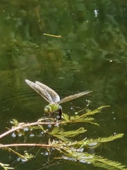 Anax imperator