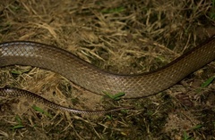 Ptyas mucosa