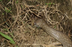 Ptyas mucosa