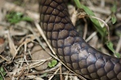 Ptyas mucosa