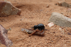Moluris gibba