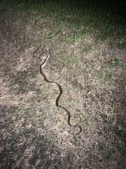 Ptyas mucosa