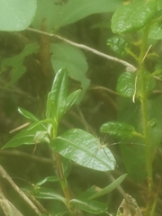 Kalmia polifolia
