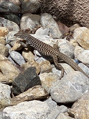 Aspidoscelis tesselatus