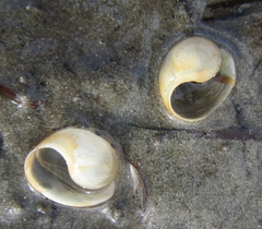 Papawera zelandiae