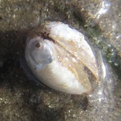 Nucula nitidula