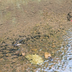 Clinotarsus penelope