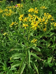 Senecio sarracenicus