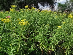 Senecio sarracenicus