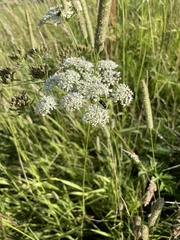 Heracleum sphondylium