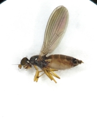 Anthomyza