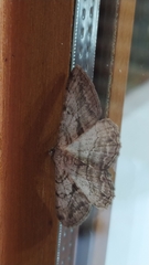 Peribatodes perversaria