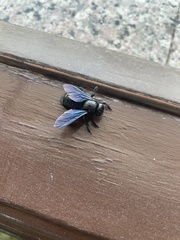 Xylocopa