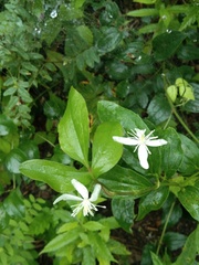 Clematis terniflora mandshurica