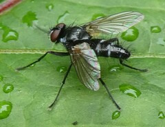 Gastrolepta anthracina