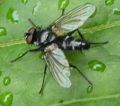 Gastrolepta anthracina