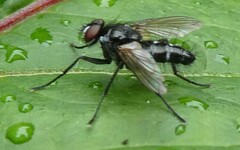 Gastrolepta anthracina