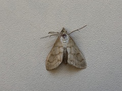 Paracorsia repandalis