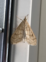 Paracorsia repandalis