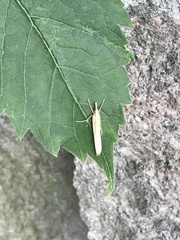 Agriphila selasella