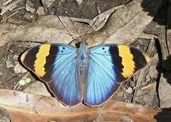Euphaedra neophron