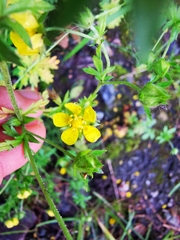 Potentilla