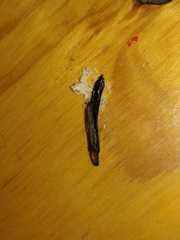 Atractocerus brevicornis