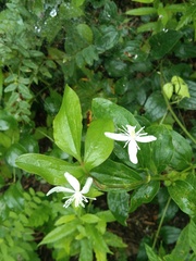 Clematis terniflora mandshurica