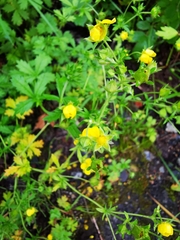 Potentilla