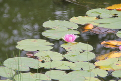 Nymphaea × khurooi