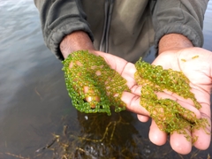 Hydrodictyon africanum