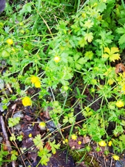 Potentilla