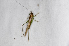 Conocephalus attenuatus
