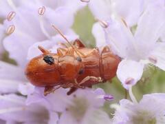 Neocrepidodera transversa