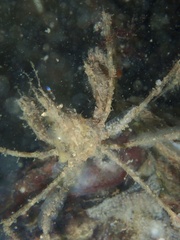Macropodia rostrata