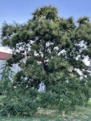 Styphnolobium japonicum