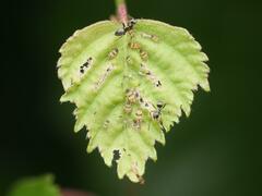 Callipterinella tuberculata